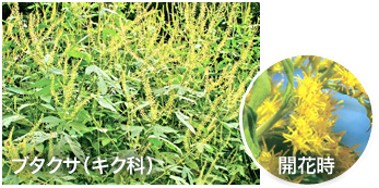 2020 カモガヤ 花粉 カモガヤ花粉症～(:_;)