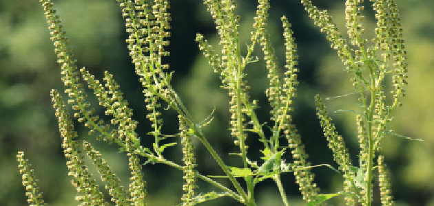 21年 花粉症かな と思った方へ 症状や薬を解説 アレグラfx