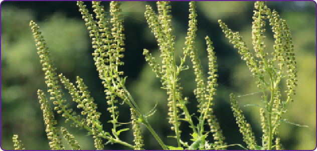 もしかして花粉症！？ 夏から秋はブタクサにご用心