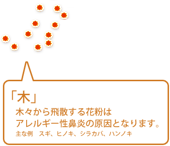 【木】木々から飛散する花粉はアレルギー性鼻炎の原因となります。（主な例　スギ、ヒノキ、シラカバ、ハンノキ）