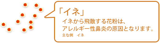 【イネ】イネから飛散する花粉は、アレルギー性鼻炎の原因となります。（主な例　イネ）