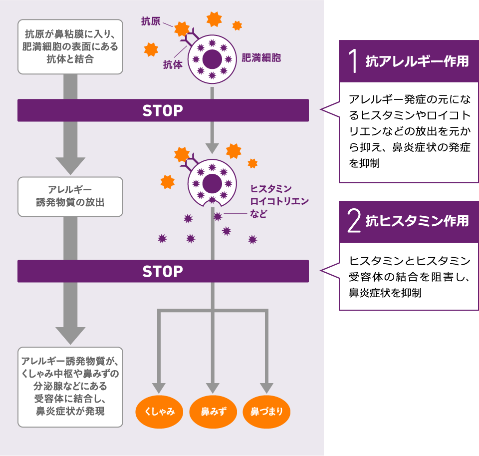 1.抗アレルギー作用 2.抗ヒスタミン作用