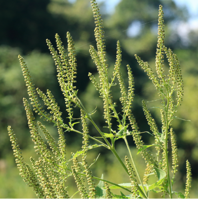 ブタクサ花粉にご用心 夏から秋のつらいブタクサ花粉症の時期 症状 対策 アレルギー専用鼻炎薬 アレグラfx