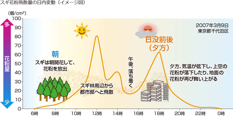 スギ花粉飛散量の日内変動（イメージ図）